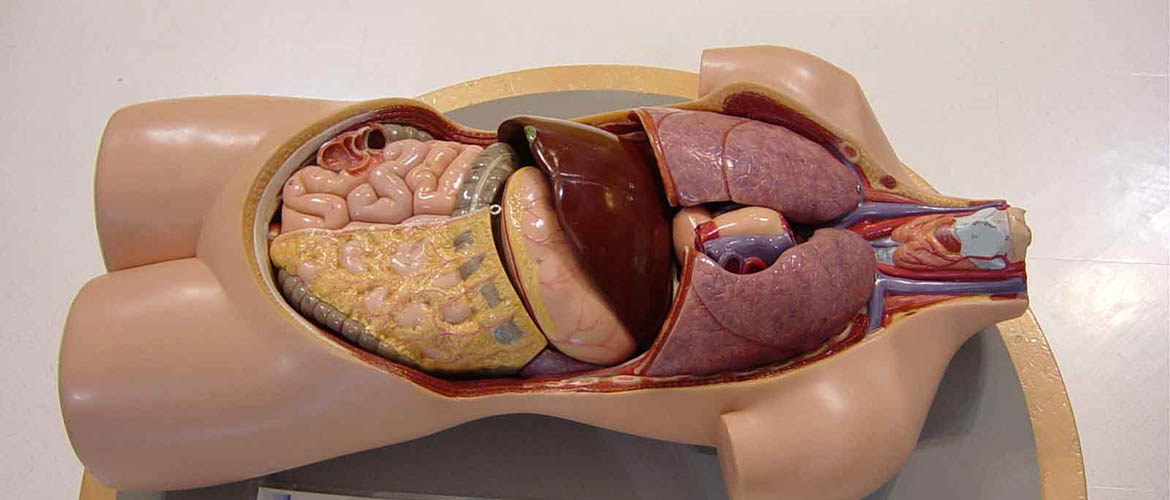 Выставка Организмус